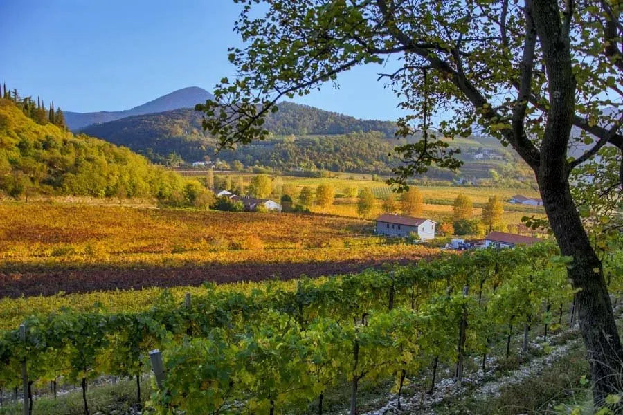 paesaggio di valnogaredo vista cantina